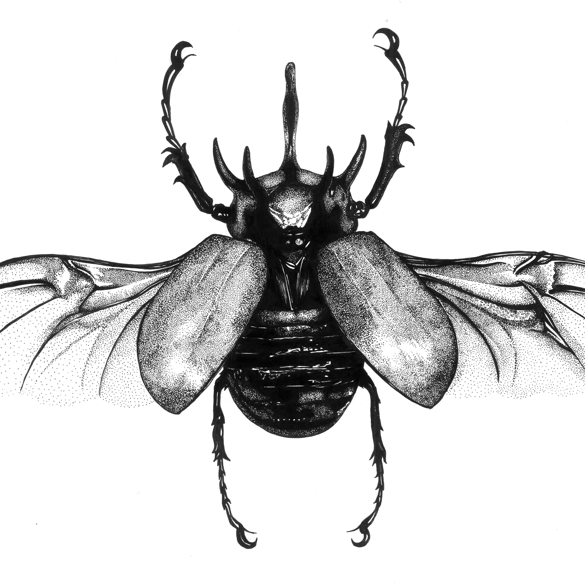 Bettle In Dots
