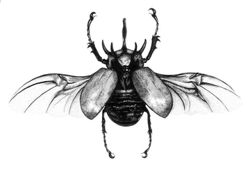 Bettle In Dots