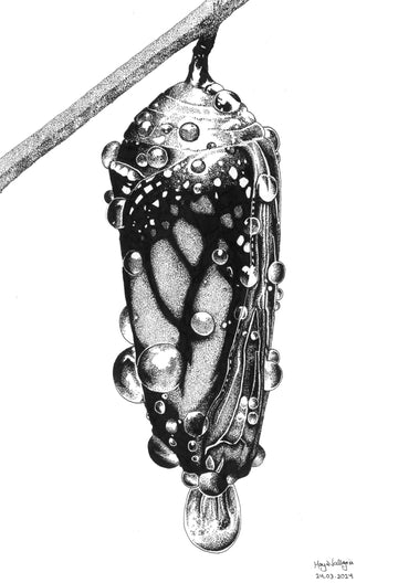 Chrysalis Of Dew