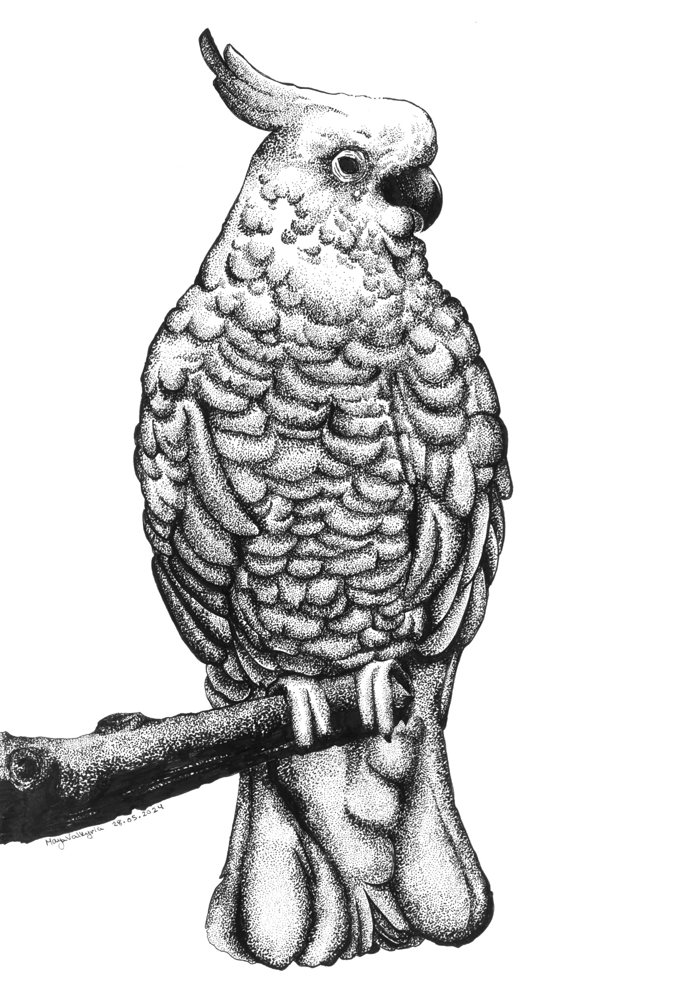 Feathers In Dots