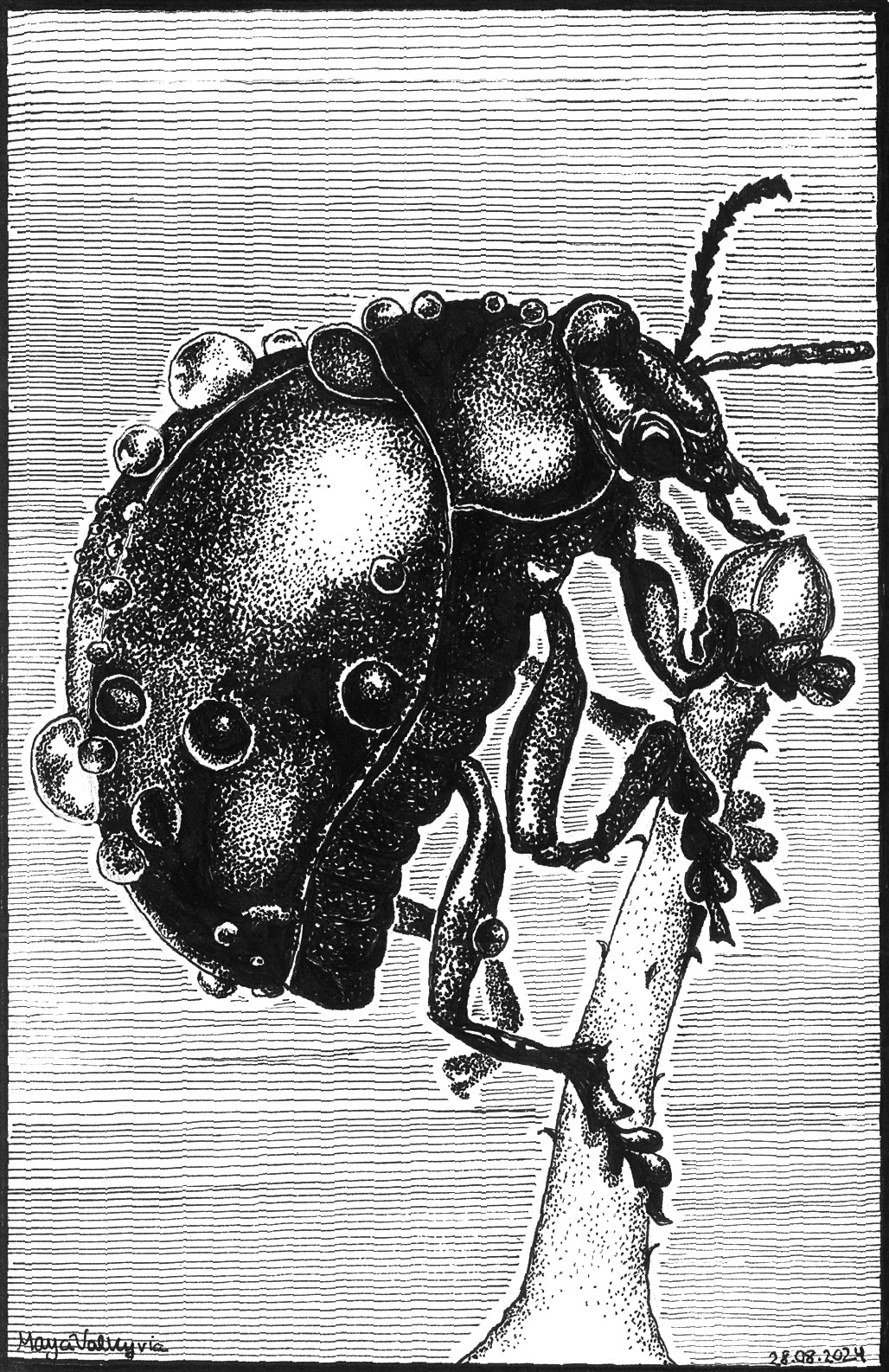 Journey Of Bettle 1