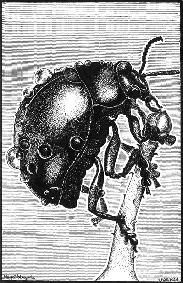 Journey Of Bettle 1