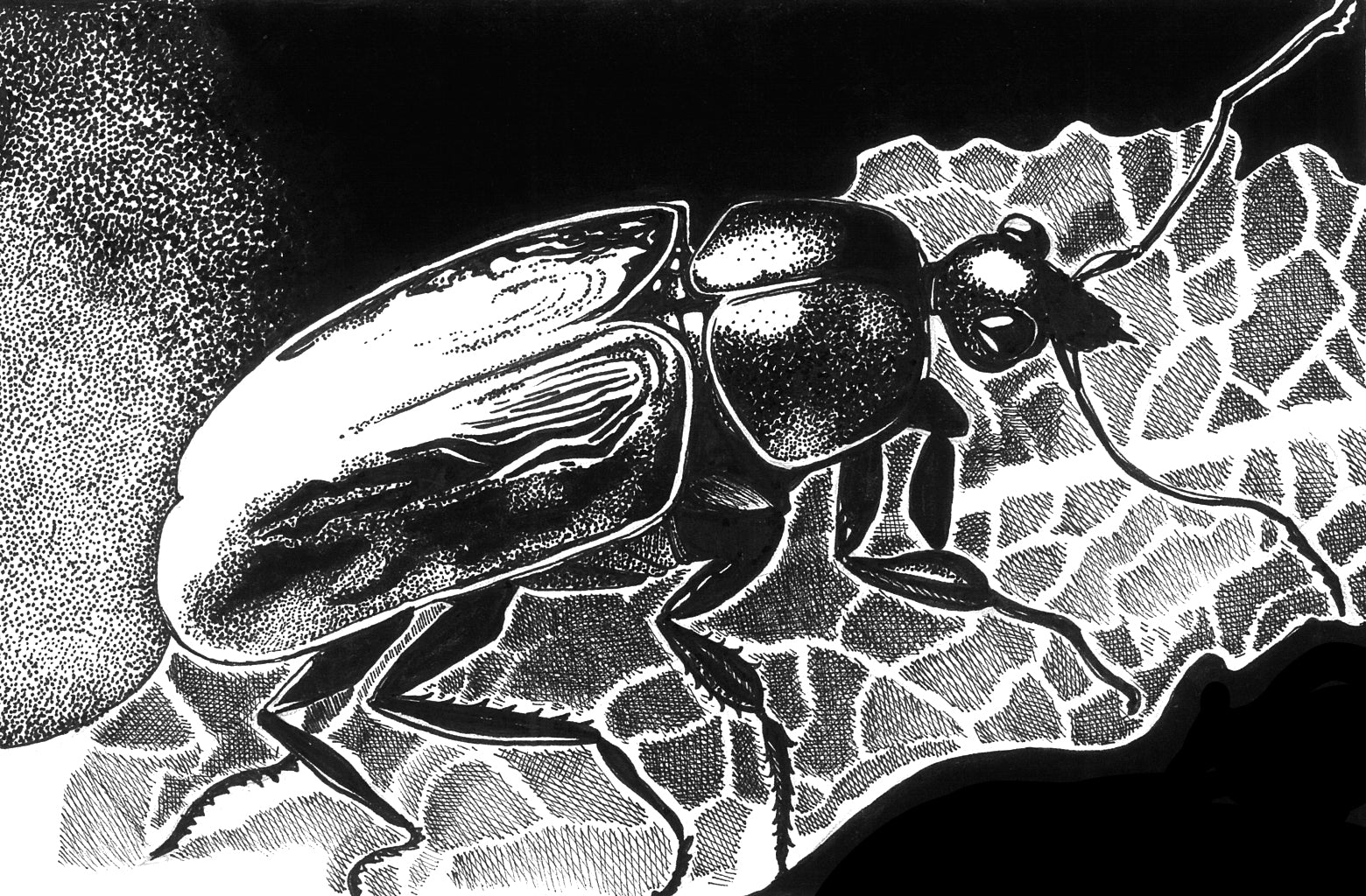 Journey Of Bettle 2