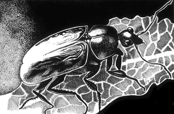 Journey Of Bettle 2