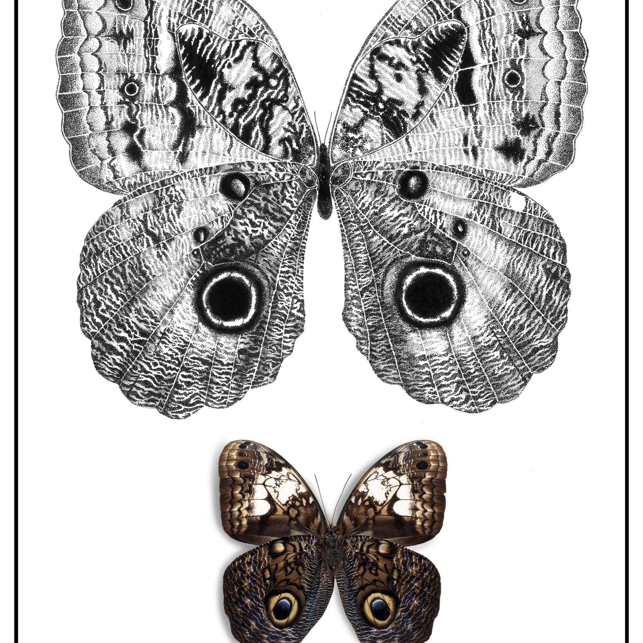 Mariposa Buho | Paper Print