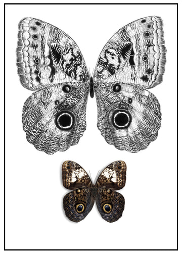 Mariposa Buho | Paper Print