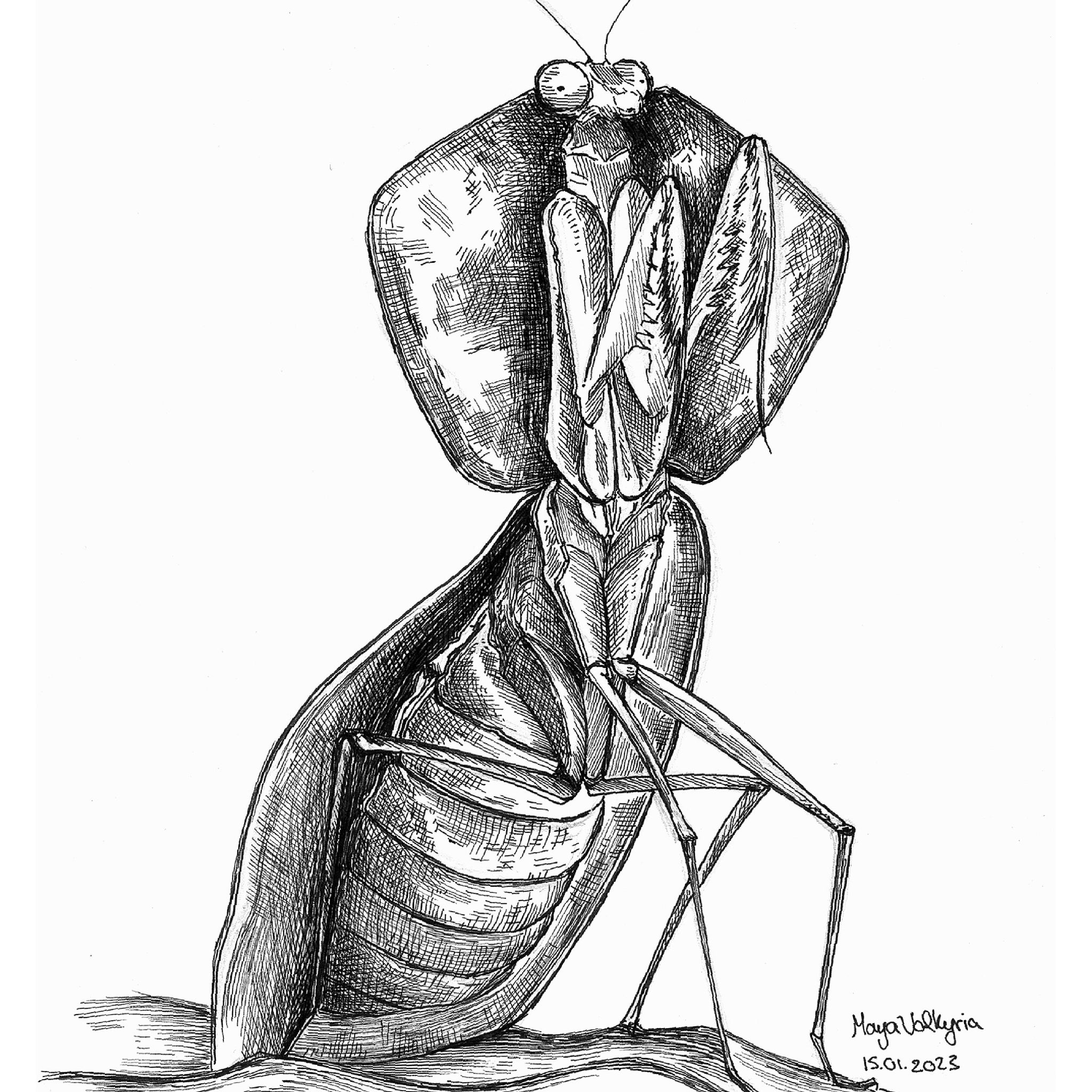 Peruvian Cobra Mantis