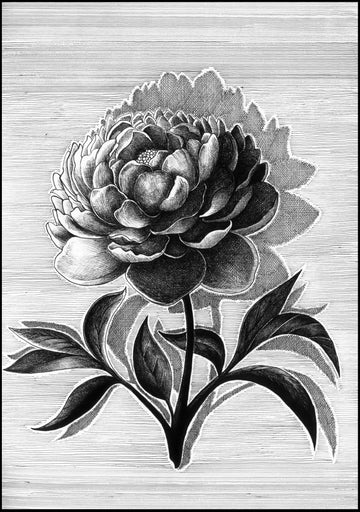 Shadow And Flower