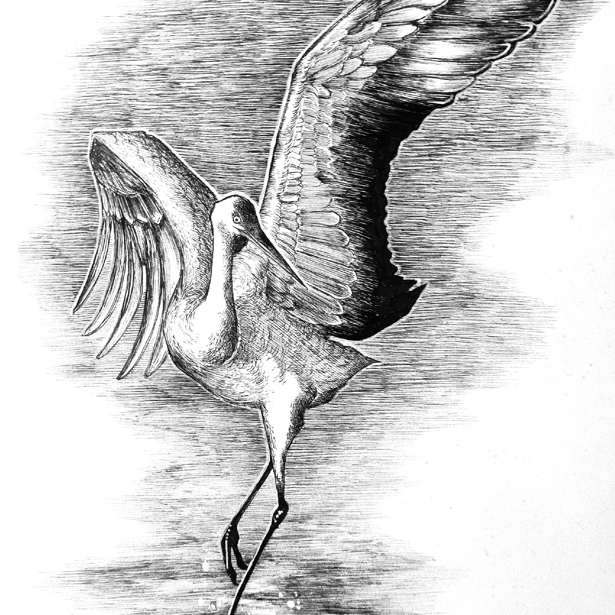 Wings Of Arrival
