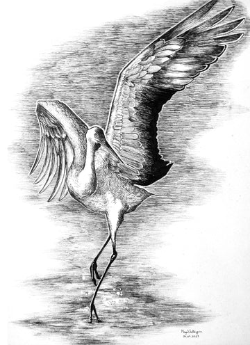 Wings Of Arrival